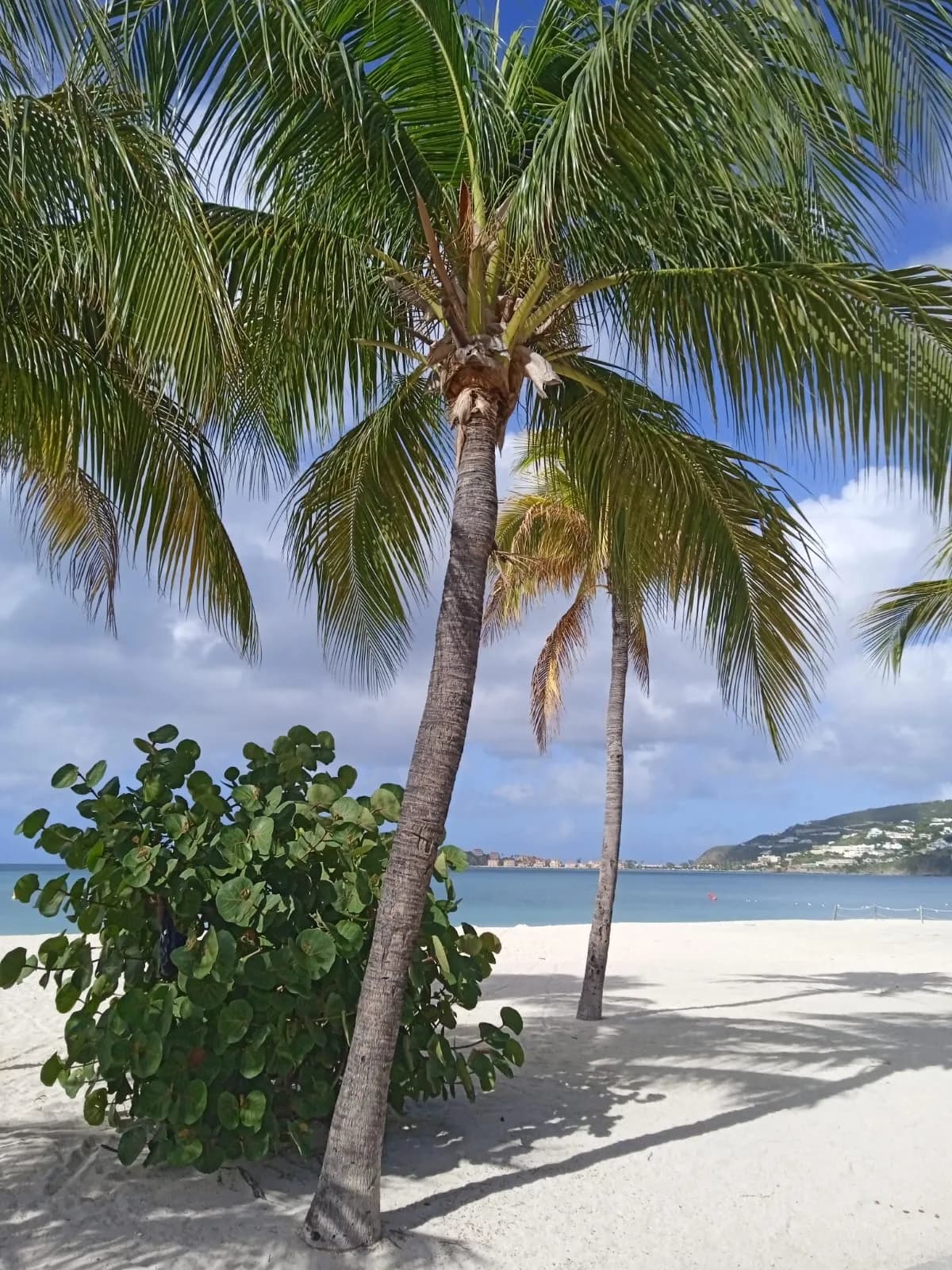 Palm tree swaying over pristine white sand beach in St. Maarten